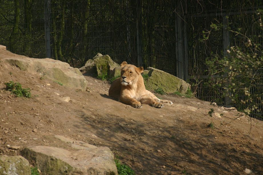 2011040701135503_k-Zoo 255.jpg